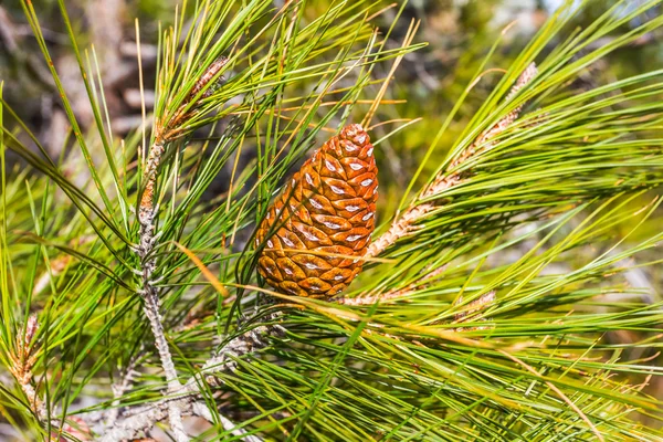 Pine tree branch with cone — Stock Photo, Image