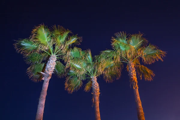 Palmier sur une scène de ciel nocturne — Photo