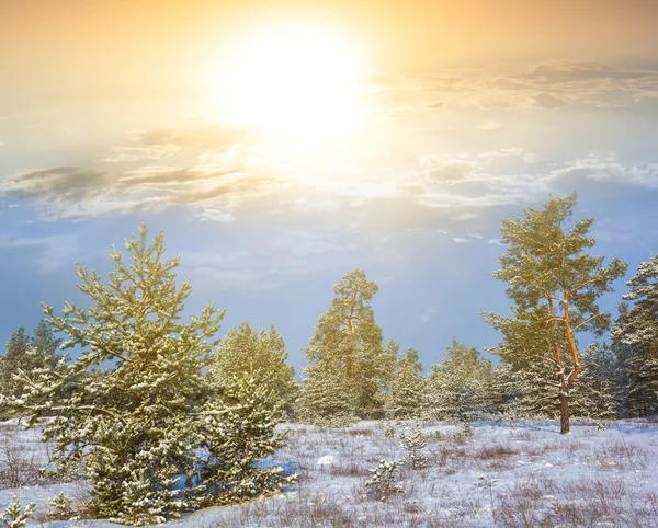 Evening winter forest scene — Stock Photo, Image