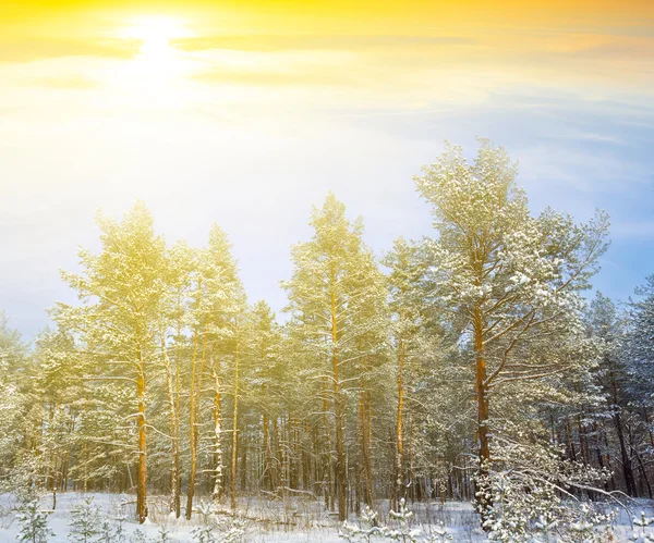 Forêt d'hiver au coucher du soleil — Photo