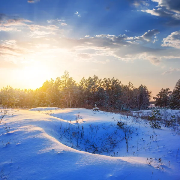 Puesta de sol sobre un bosque nevado de vinter — Foto de Stock