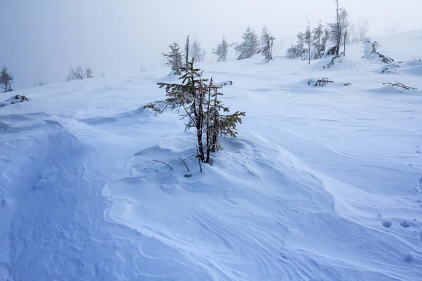 Campos nevados de inverno em uma névoa — Fotografia de Stock