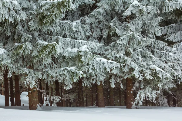 Närbild vintern pinjeskog — Stockfoto