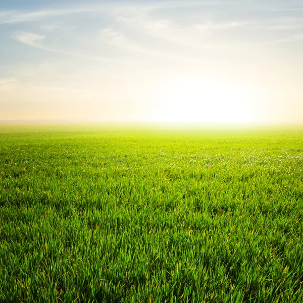 Campi verdi all'alba — Foto Stock