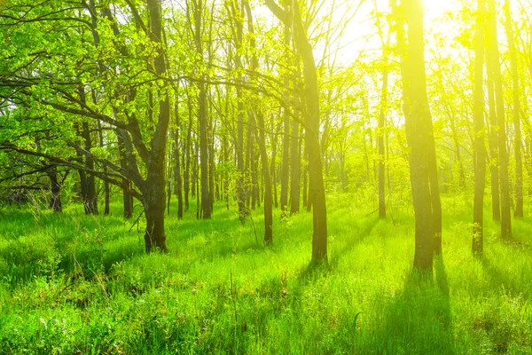 Bella verde primavera foresta scena — Foto Stock