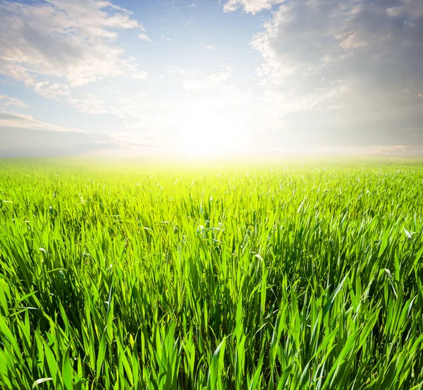 Beautiful green field at the sunrise — Stock Photo, Image