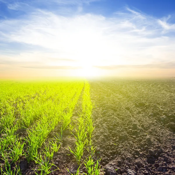 Beautiful spring green rural fields scene — Stock Photo, Image