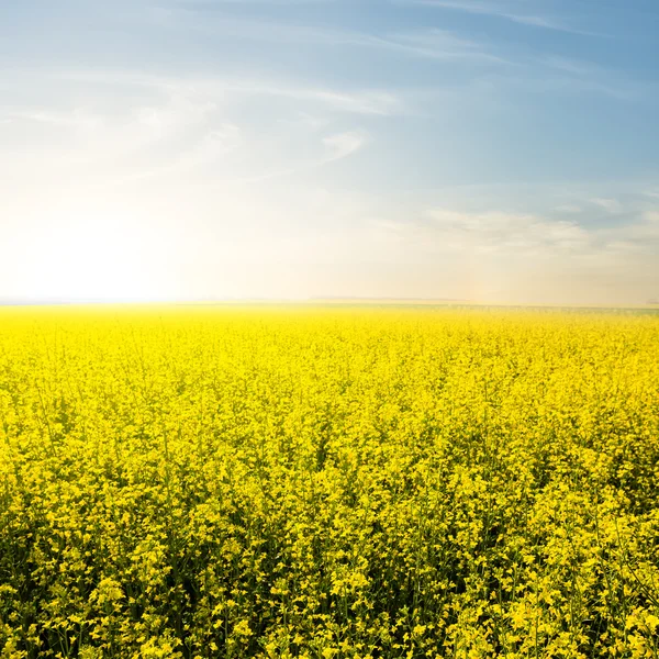 Желтое поле рапса на закате — стоковое фото