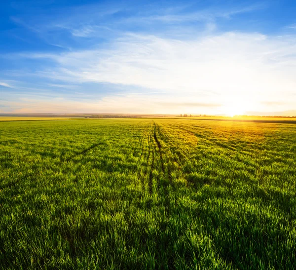 Grünes ländliches Feld bei Sonnenuntergang — Stockfoto