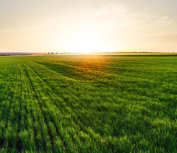 Campi verdi al tramonto — Foto Stock