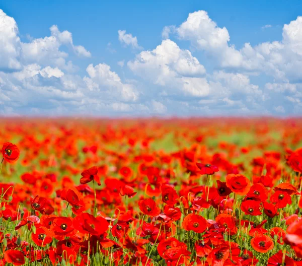 Campo di papavero rosso e cielo nuvoloso paesaggio — Foto Stock