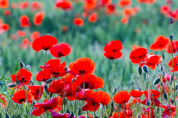 Primo piano campo di papavero rosso — Foto Stock