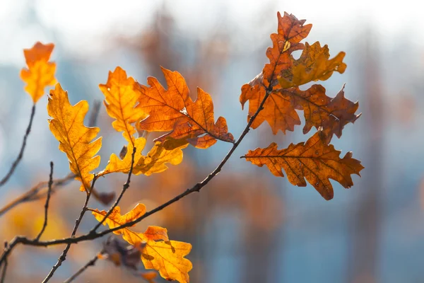 Rode herfst eiken boomtak — Stockfoto