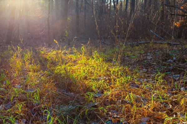 Tranquilla radura della foresta autunnale in un raggio di sole — Foto Stock