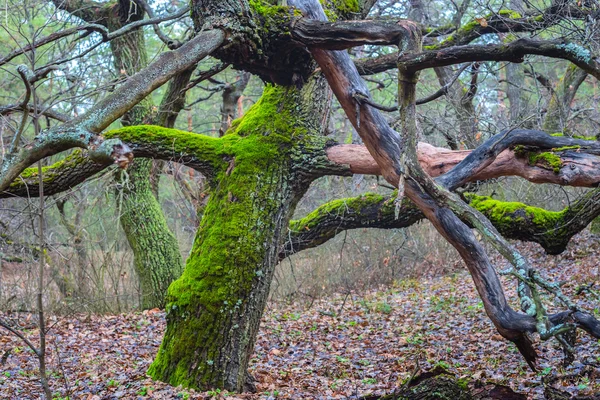 Bosque de otoño escena de roble en un musgo verde — Foto de Stock