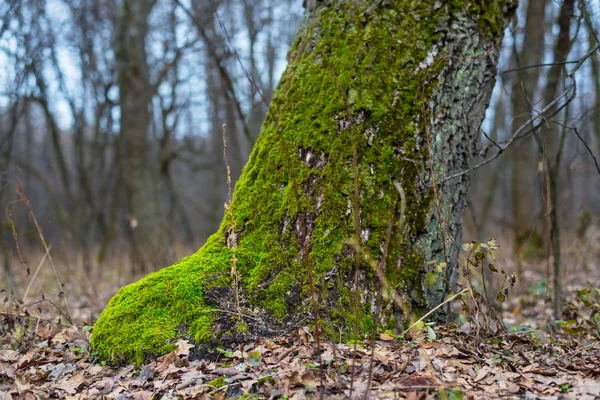 Roble cubierto por un musgo verde en un bosque — Foto de Stock