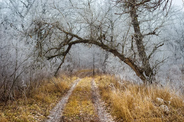 静かな冬の森の風景 — ストック写真