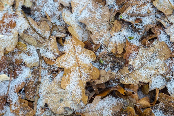 Congelado outono folhas fundo — Fotografia de Stock