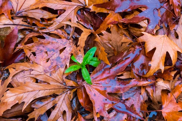 Red dry autumn leaves background — Stock Photo, Image