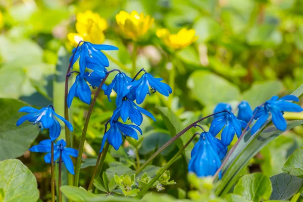 Closeup blauwe Lentebloemen — Stockfoto