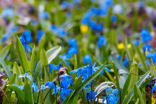 Beautiful closeup blue spring flowers — Stock Photo, Image