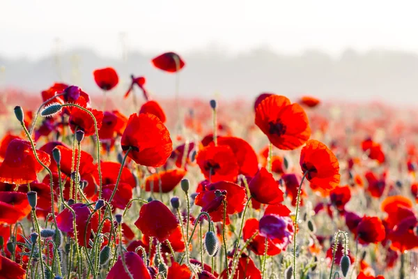 Bellissimo campo di papavero rosso — Foto Stock