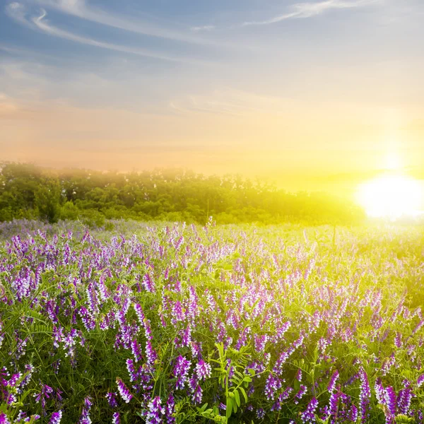 Grönt fält på tidigt på morgonen — Stockfoto