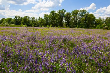 Yaz orman glade içinde bir çiçek