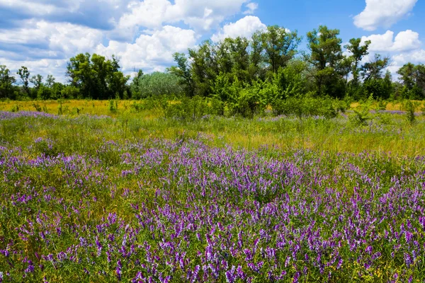 Летняя поляна в цветах — стоковое фото
