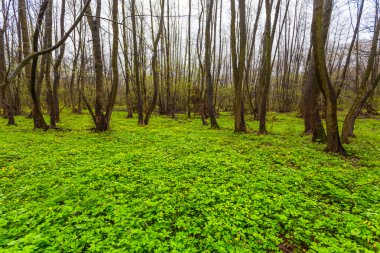 Sessiz Bahar yeşil orman