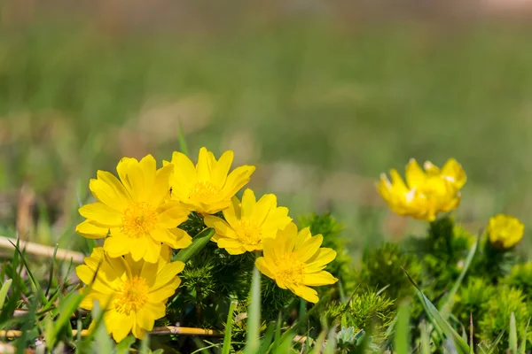 Closeup yellow flowers in a spring grass — Stock Photo, Image