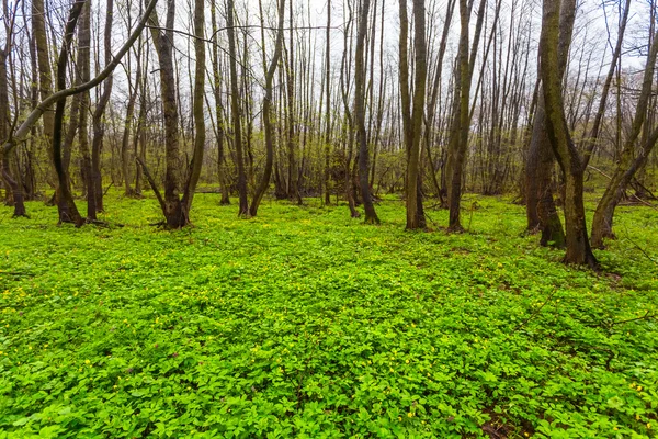 Bosque verde de primavera tranquilo — Foto de Stock