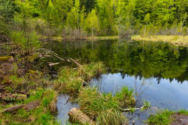 bir köknar ormandaki küçük bir göl