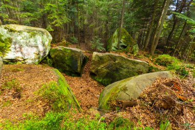 Yeşil dağ orman sahne