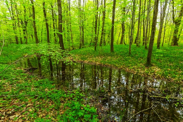 Foresta verde di primavera in un'acqua — Foto Stock