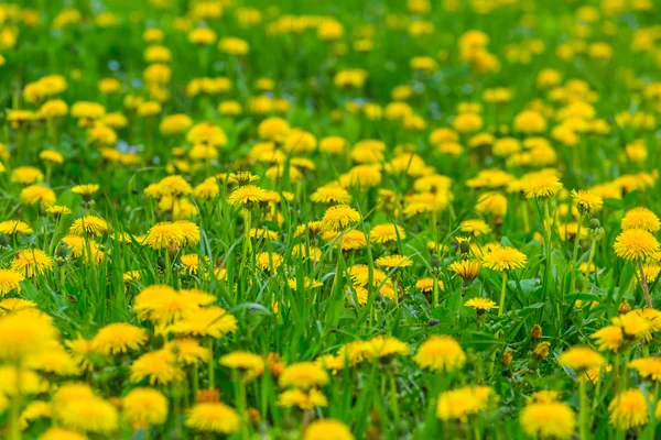Closeup žlutá Pampeliška jaro glade — Stock fotografie