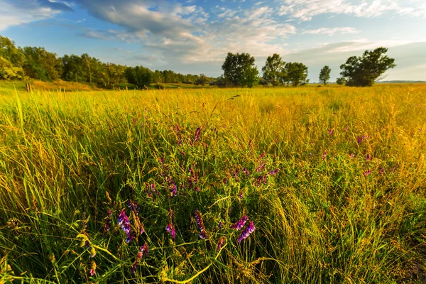 Abendliche Sommerfelder am Abend — Stockfoto