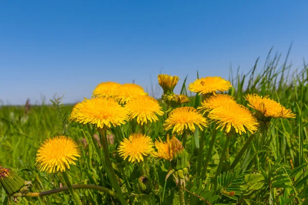 Closeup spring yellow dandelion — Stock Photo, Image
