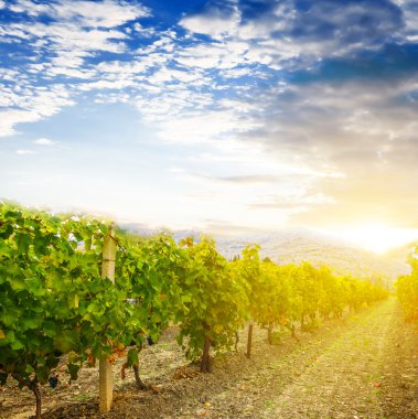 gün batımında bağ