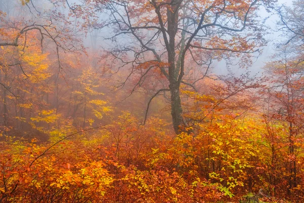 Röd höst skog i en blå dimma — Stockfoto