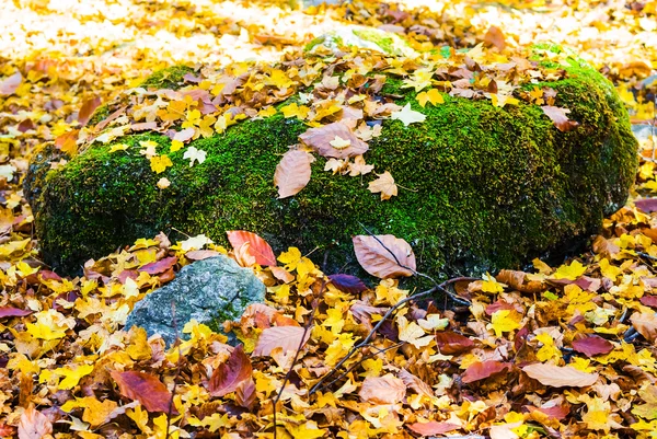 Камінь лежить в осінньому золотому листі — стокове фото