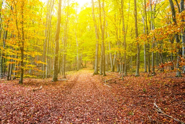 Floresta de outono em raios de sol — Fotografia de Stock