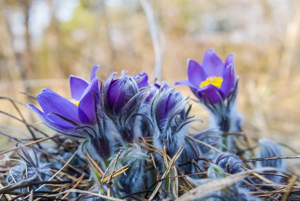 Schöne blaue Blumen in einem Gras — Stockfoto