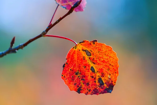 Nahaufnahme rotes Herbst-Espenblatt — Stockfoto