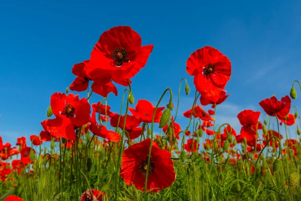 Primer plano arbusto de amapola roja sobre un fondo de cielo azul —  Fotos de Stock