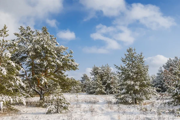 Χιονισμένα την όμορφη χειμερινή σκηνή — Φωτογραφία Αρχείου