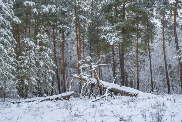 Inverno floresta pinheira wnowbound — Fotografia de Stock