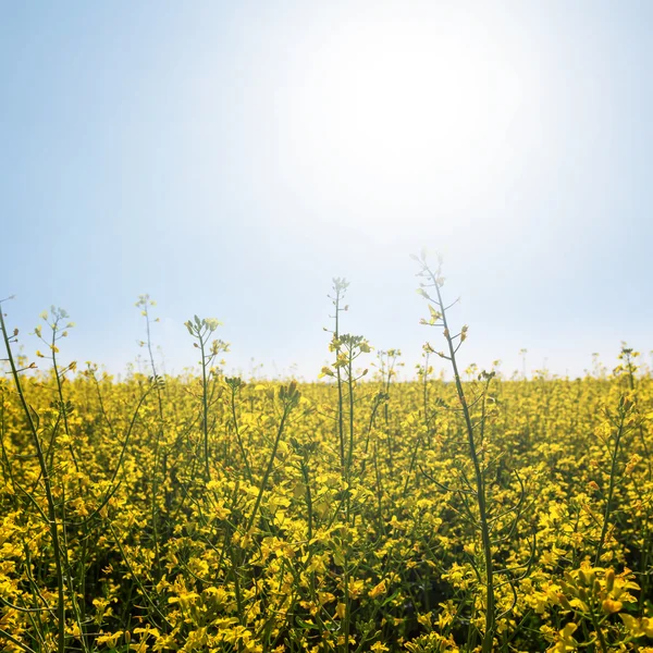 Campo di stupro giallo sotto un sole scintillante — Foto Stock