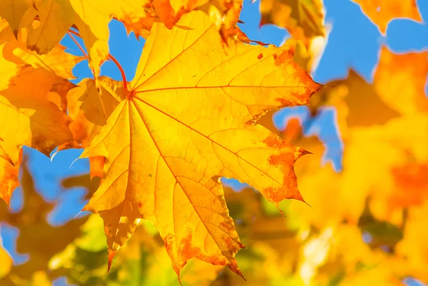 Closeup golden maple leaves on a branch — Stock Photo, Image
