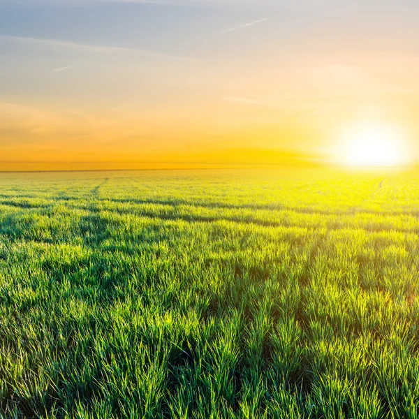 Por do sol sobre um verde campos rurais — Fotografia de Stock